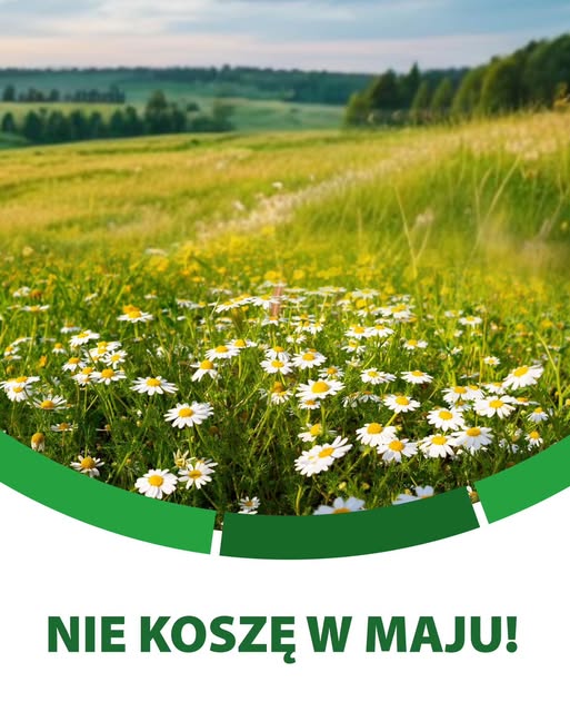Grafika z napisem "Nie koszę w maju"