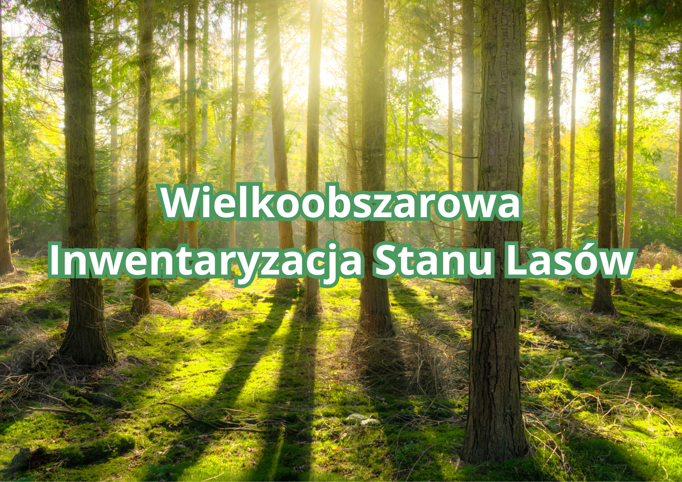 Wielkoobszarowa Inwentaryzacja Stanu Lasu - grafika