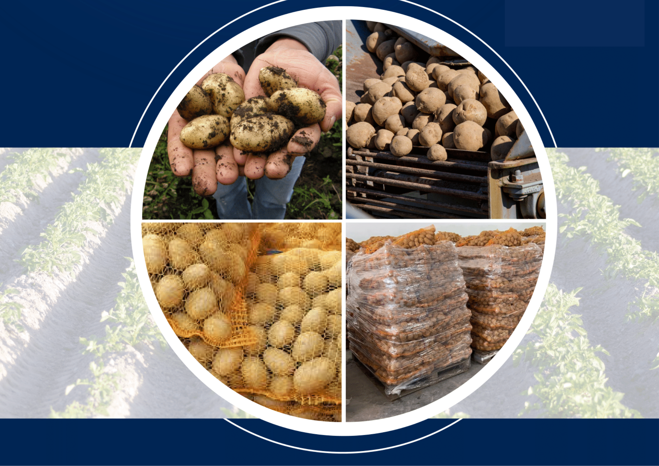 Obowiązek rejestracji producentów i sprzedawców ziemniaków - plakat