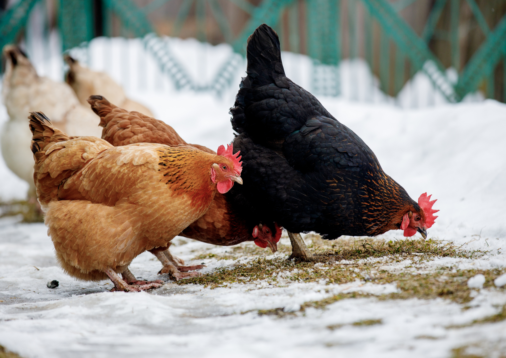 Trzy kury grzebiące w ziemi